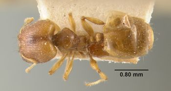 Media type: image;   Entomology 22820 Aspect: habitus dorsal view